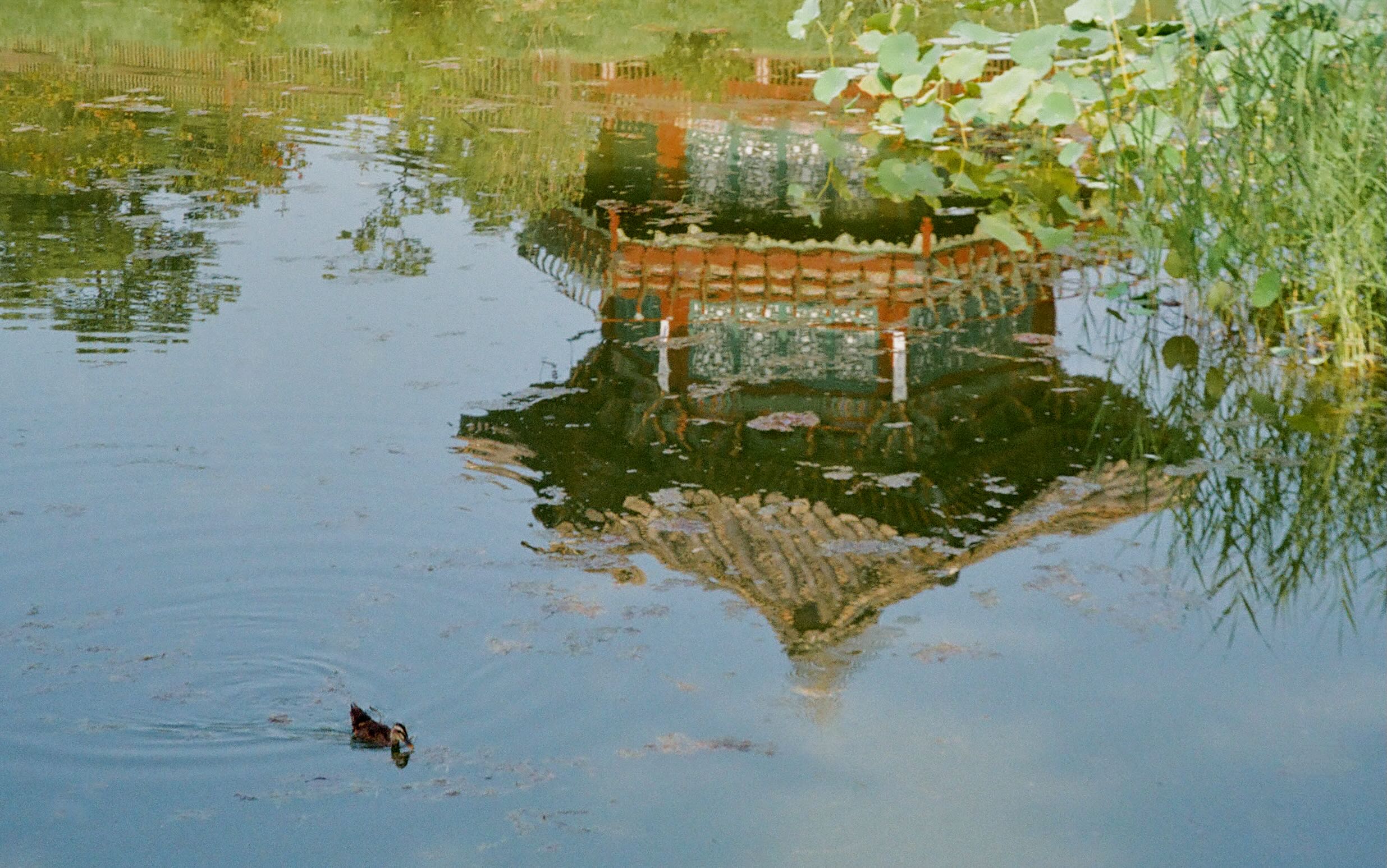 A pavilion reflected in a pond with lotus leaves at gyeongbokgung palace in seoul.