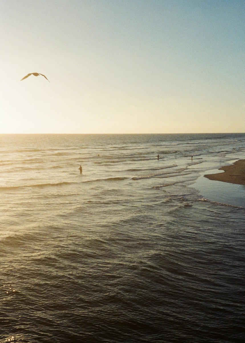 A gull over the ocean and beach in warm evening light.